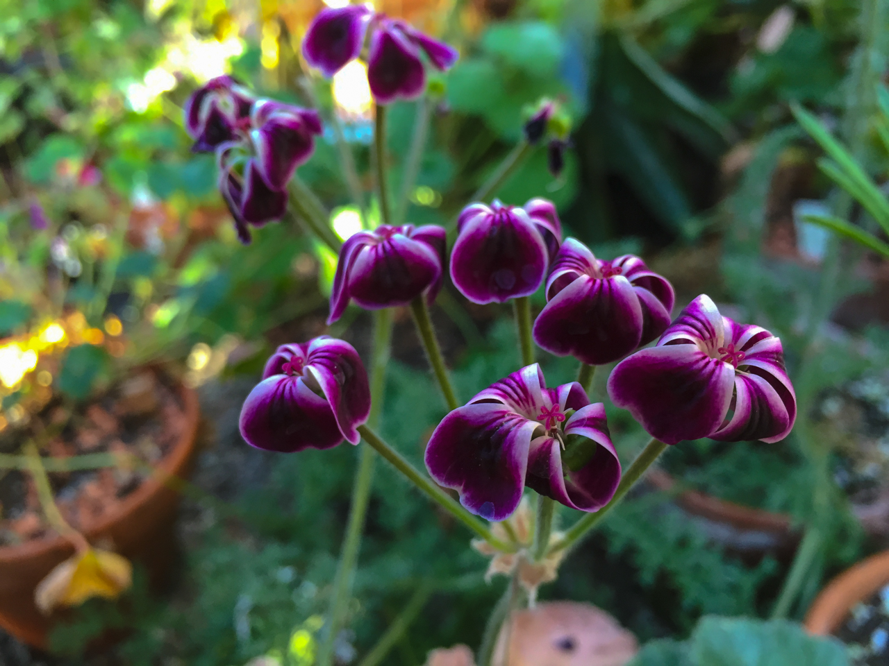 Pelargonium x lawrenceanum